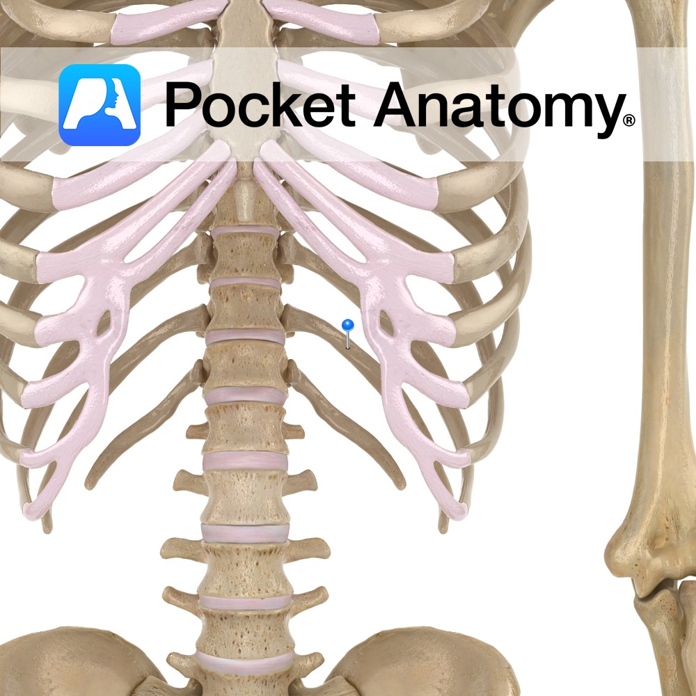 Rib - (11th) [floating rib] - Pocket Anatomy